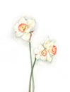 White narcissi watercolor painting Royalty Free Stock Photo