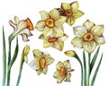 White narcissi watercolor painting, Illustration