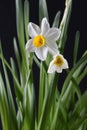 White narcissus