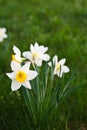 White narcissus Royalty Free Stock Photo