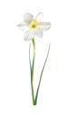 White narcissus