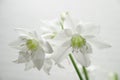White narcissus Royalty Free Stock Photo
