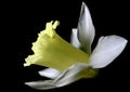 White narcissus Royalty Free Stock Photo