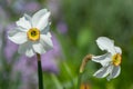 White narcissus bloomed Royalty Free Stock Photo