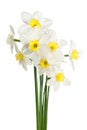 Free Stock Photo 8530 narcissus | freeimageslive