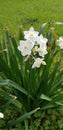 White narcissus bulbs have bloomed for spring Royalty Free Stock Photo