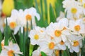 White narcissus daffodil in flower bed for early spring bulb cottage garden with copy space