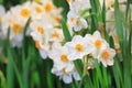 White narcissus daffodil in flower bed for early spring bulb cottage garden