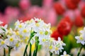 White narcissus daffodil in flower bed for early spring bulb cottage garden