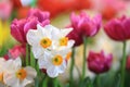 White narcissus daffodil and pink tulip in flower bed for early spring bulb cottage garden