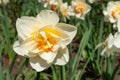 White narcissus double flower with yellow core blooming in the garden, close up. Beauty in spring nature