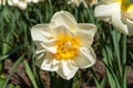 White narcissus double flower with yellow core blooming in the spring garden, close up