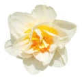 White narcissus double flower with yellow core, isolated on white background