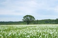 White narcissus field