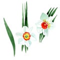 White narcissus floral botanical flower. Watercolor background set. Isolated narcissus illustration element. Royalty Free Stock Photo
