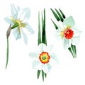 White narcissus floral botanical flower. Watercolor background set. Isolated narcissus illustration element. Royalty Free Stock Photo