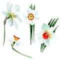 White narcissus floral botanical flower. Watercolor background set. Isolated narcissus illustration element. Royalty Free Stock Photo