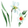 White narcissus floral botanical flower. Watercolor background set. Isolated narcissus illustration element. Royalty Free Stock Photo
