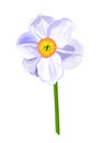 White narcissus flower. Floral vector illustration - poet`s daffodil