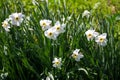 White narcissus flower on flowerbed in garden Royalty Free Stock Photo