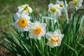 White narcissus flower Royalty Free Stock Photo