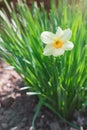 White narcissus flower growing in the garden Royalty Free Stock Photo