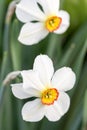 White narcissus flower head in closeup macro Royalty Free Stock Photo