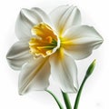 White narcissus flower isolated on white background. Vector realistic illustration.