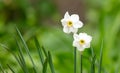 White narcissus flower in nature in spring Royalty Free Stock Photo
