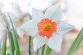 White narcissus flower with orange middle Royalty Free Stock Photo