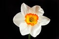 White narcissus flower with yellow petals isolated Royalty Free Stock Photo