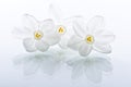 White Narcissus Flowers Royalty Free Stock Photo