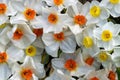 White Narcissus Flowers in Bloom Royalty Free Stock Photo