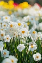 White narcissus flowers blooming in colorful spring garden Royalty Free Stock Photo