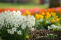 White narcissus flowers blooming in colorful spring garden Royalty Free Stock Photo