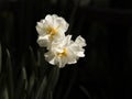 White narcissus flowers