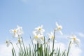 White Narcissus flowers in garden Royalty Free Stock Photo