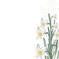 White narcissus flowers with leaves and herbs. A spring decorative bouquet.