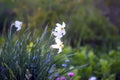 White Narcissus flowers in spring garden. Daffodil plants Royalty Free Stock Photo