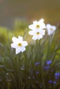 White Narcissus flowers in spring garden. Daffodil plants Royalty Free Stock Photo