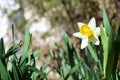 White narcissus in garden. Narcissus poeticus