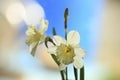 A White Narcissus