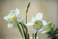 A White Narcissus