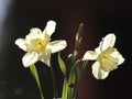 A White Narcissus