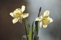 A White Narcissus