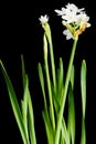 White narcissus isolated