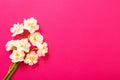 White narcissus on pink paper background Royalty Free Stock Photo