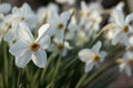 White narcissus Narcissus poeticus with yellow trumpet in the flowerbed. White spring flowers grow in the garden, Background Royalty Free Stock Photo