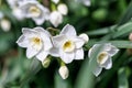 White Narcissus.