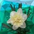 White narcissus in the triangulation. against the backdrop of triangulation. Royalty Free Stock Photo